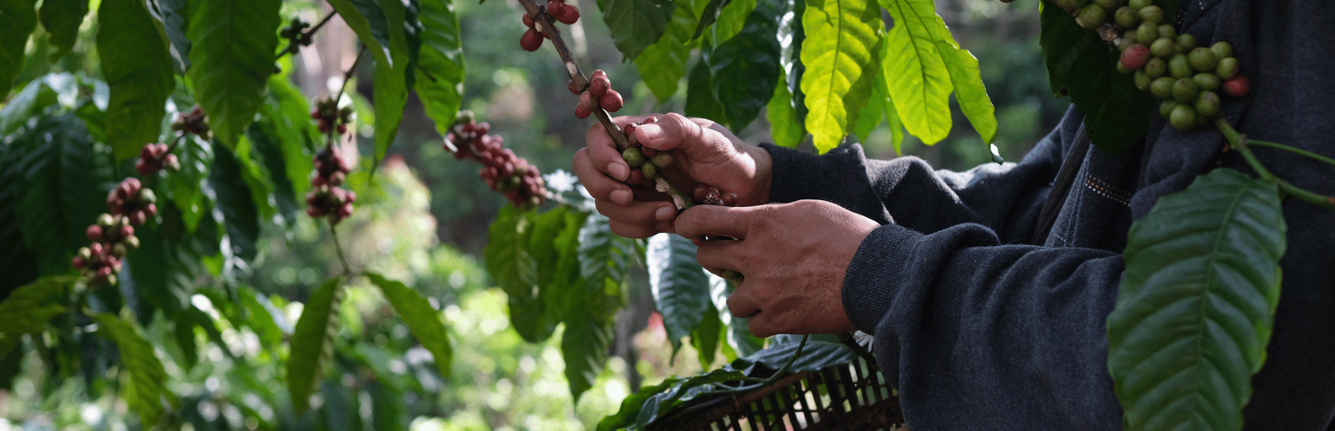 Hände eines Kaffeepflückers und Kaffeepflanze in Laos
