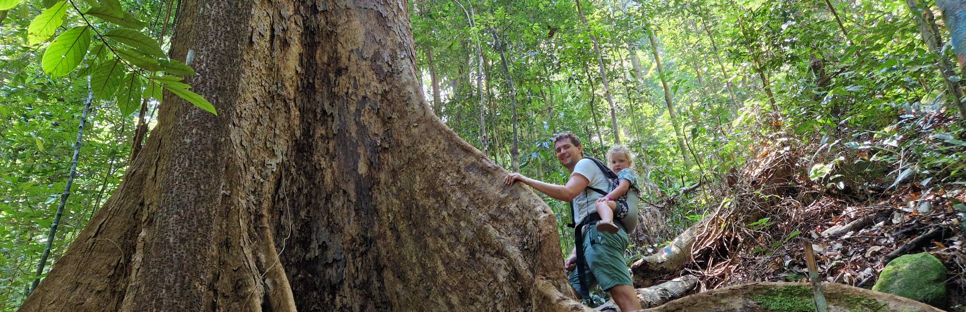 Vater mit Tochter beim Wandern vor einem großen Baum im Permai Regenwald