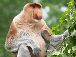 Nasenaffe im Baum auf Borneo