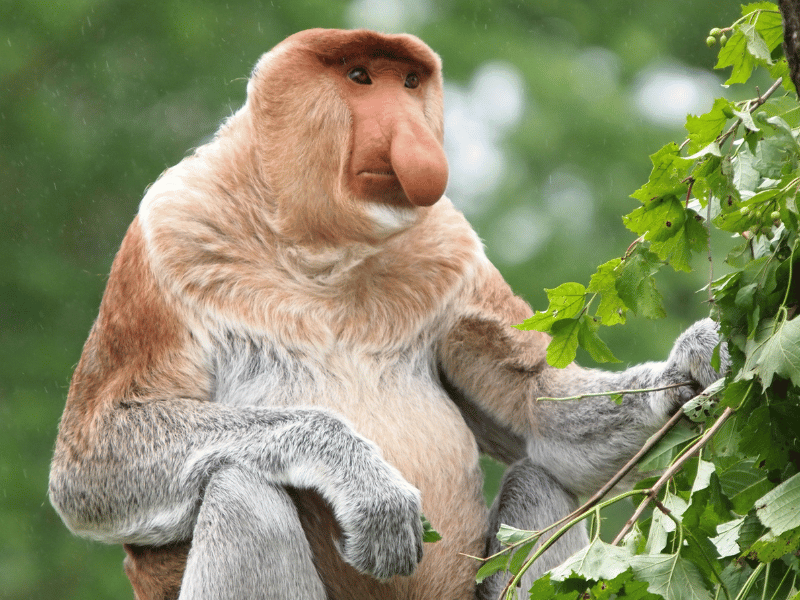 Nasenaffe im Baum auf Borneo