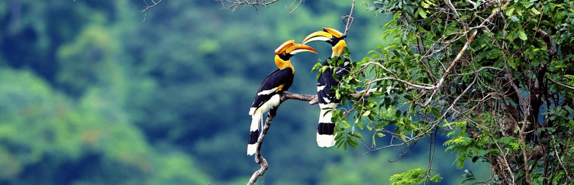 Nashornvögel im Tabin Wildlife Reserve, Borneo