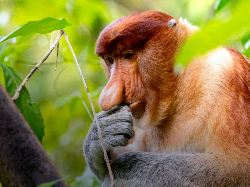 Malaysia Familien Beitragsbild Nasenaffe auf einem Baum
