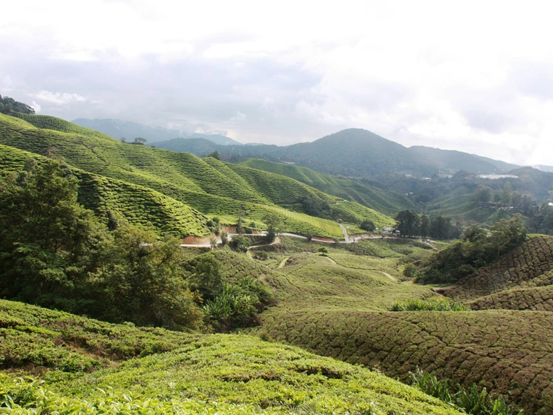 cameron-highlands-ausblick-teefelder