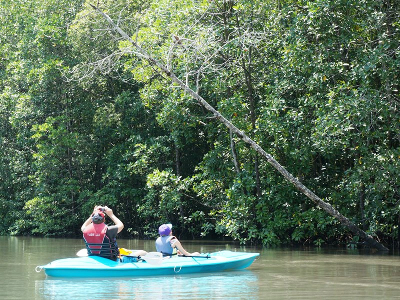 Kajaktour durch die Mangroven, Malaysia