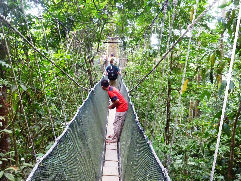 Hängebrücke im Kinabalu Nationalpark
