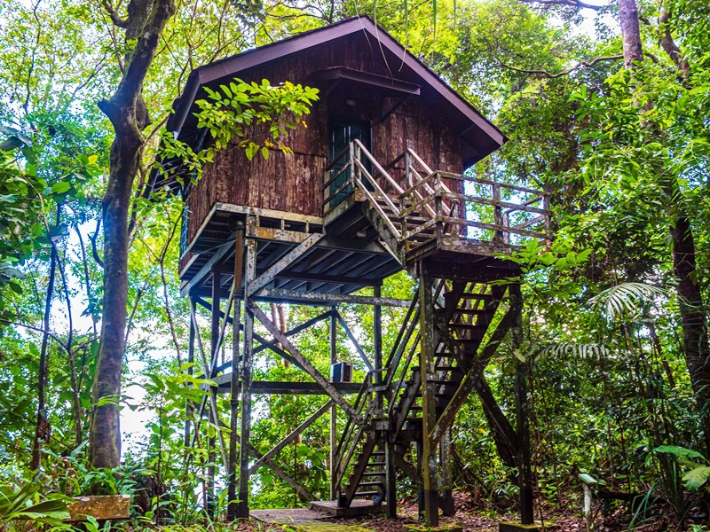Semenggoh und Kuching Baumhaus
