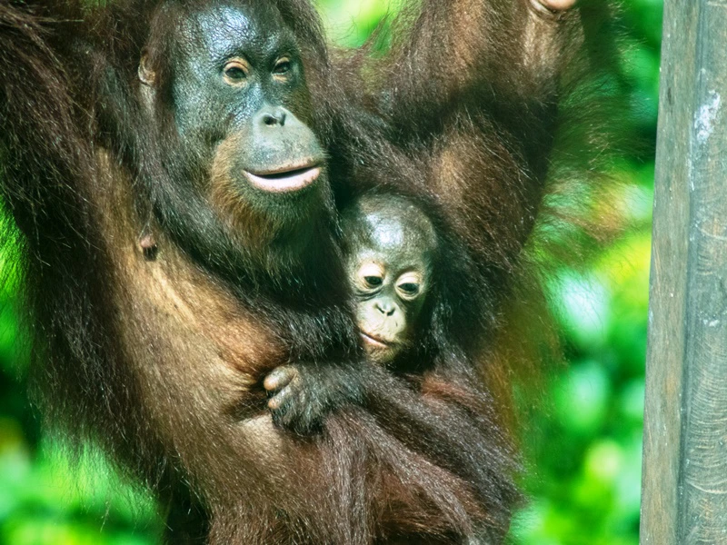 Orang Utan in Sepilok auf Borneo, Malaysia