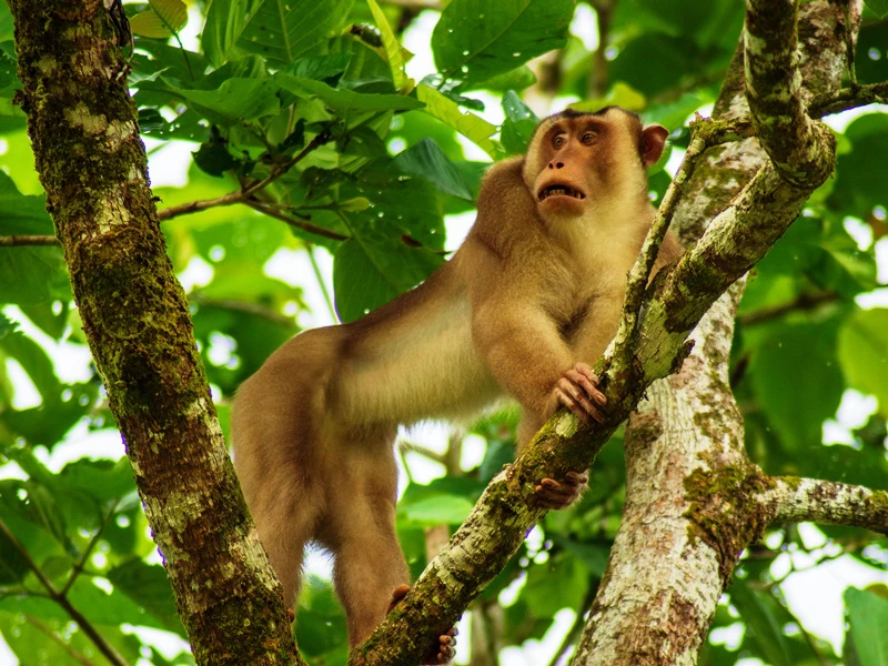 Affe im Tabin Wildlife Reserve auf Borneo, Malaysia