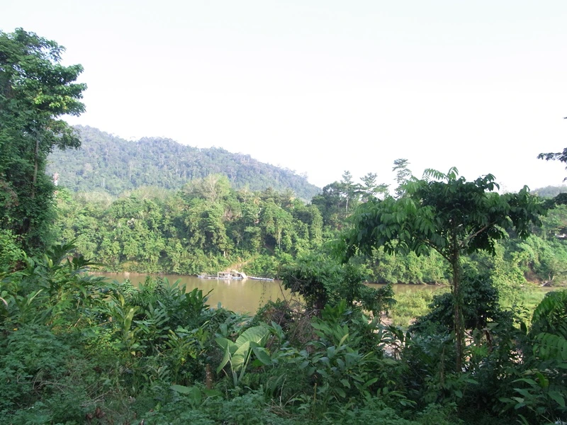 Dschungel im Taman Negara, Malaysia