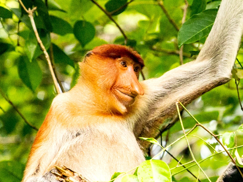 Nasenaffen beobachten auf Borneo