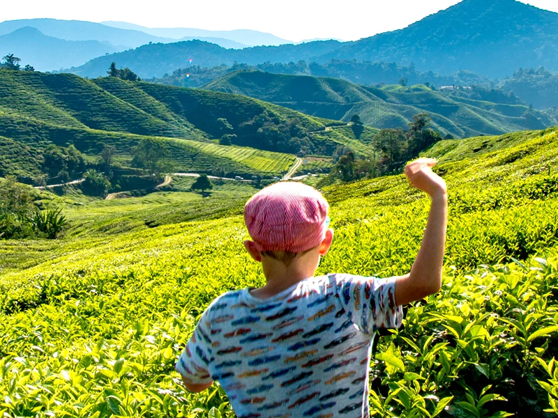 Junge in Teeplantagen in den Cameron Highlands