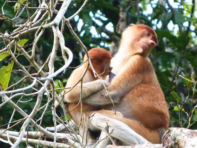 Nasenaffe auf Borneo