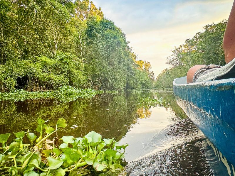 Dschungelboot Cruise auf dem Kinabatangan Fluss auf Borneo
