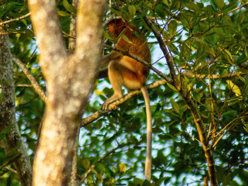 Affe im Baum in Santubong, Borneo