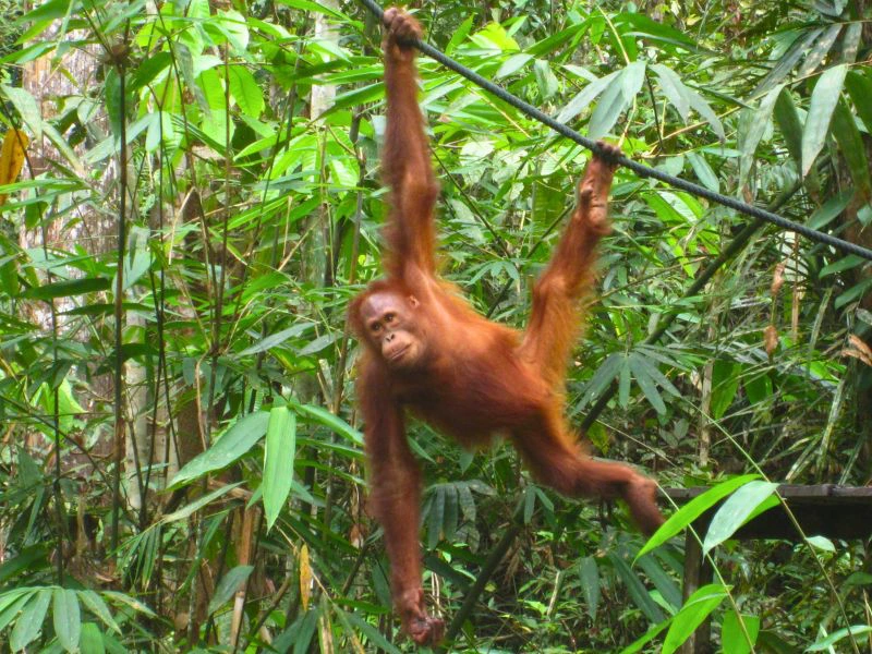 Orang Utan im Semmenggoh Reserve auf Borneo, Malaysia