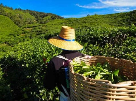 Einheimische Teepflückerin auf einer Teeplantage in den Cameron Highlands, Malaysia