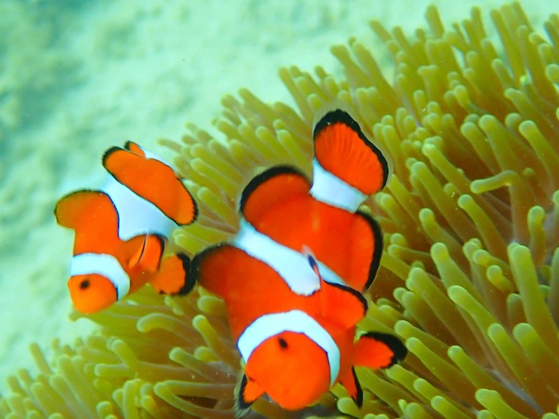 Clownfish auf Manukan Island
