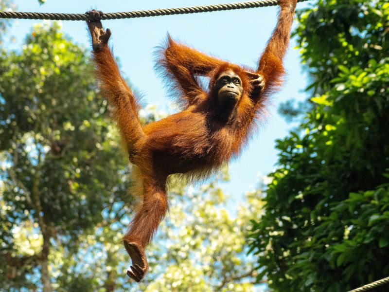 Orang Utan in Sepilok, Borneo