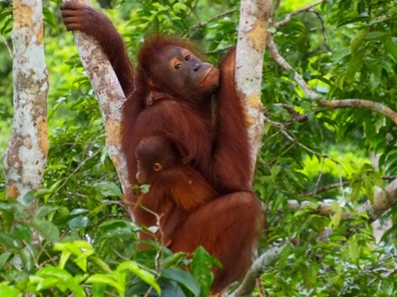 Orang Utan in Sepilok auf Borneo