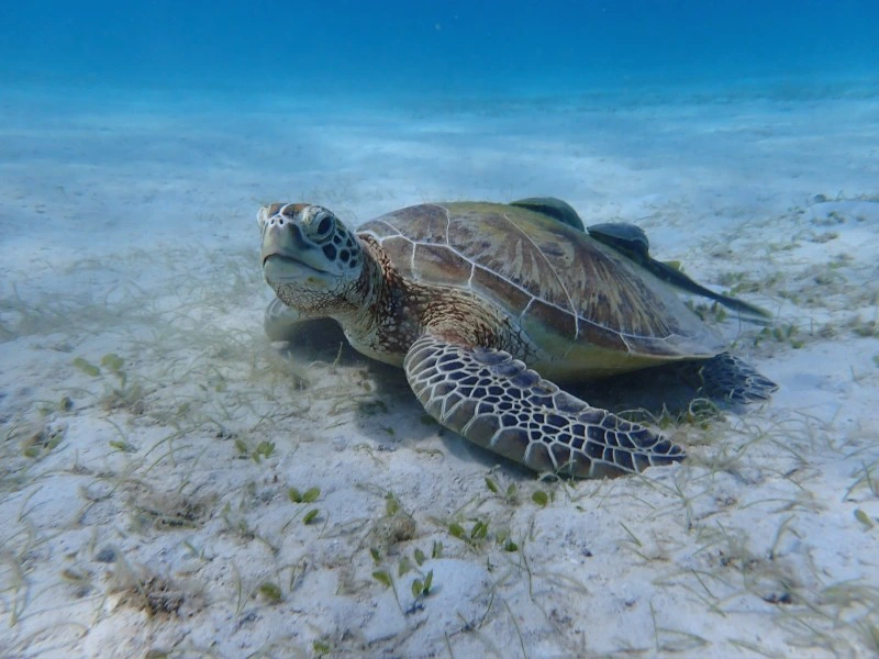 Schildkröte am Meeresgrund auf Tioman in Malaysia