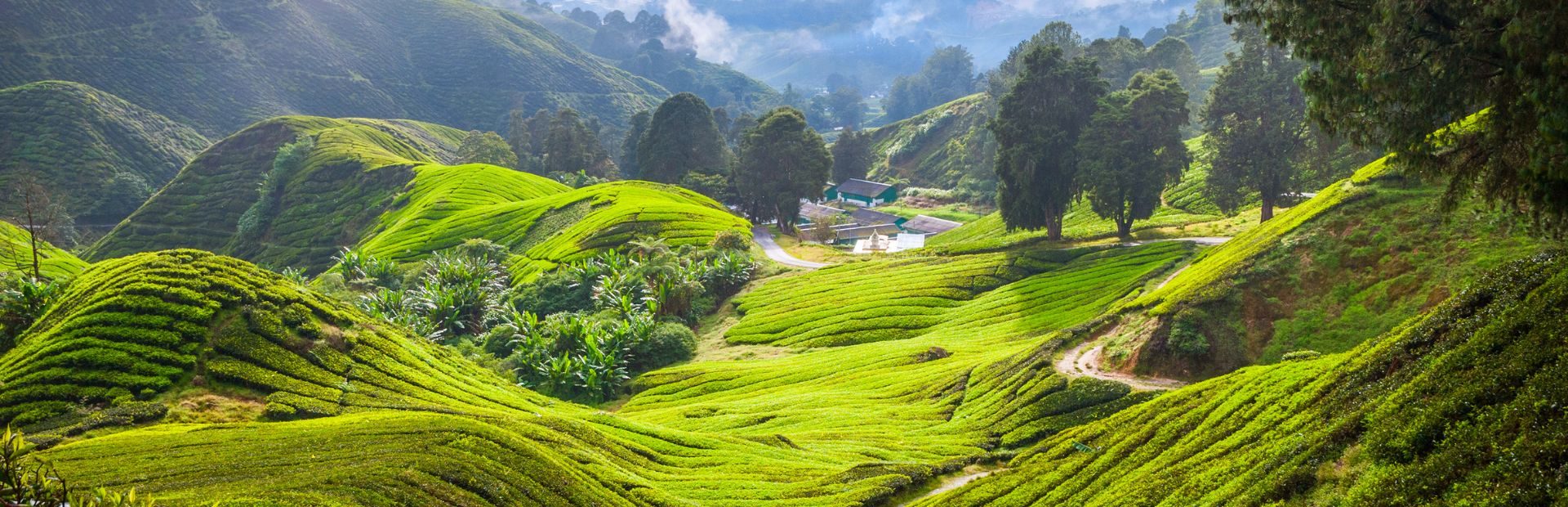 Teeplantagen in den Cameron Highlands in Malaysia