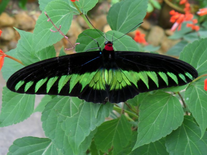 Schmetterling in den Cameron Highlands, Malaysia