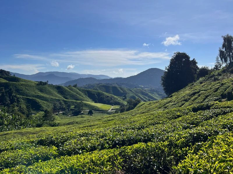 Naturn in den Cameron Highlands, Malaysia