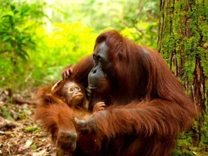 Orang Utan mit Baby auf Borneo