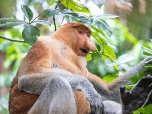 Nasenaffe im Baum auf Borneo
