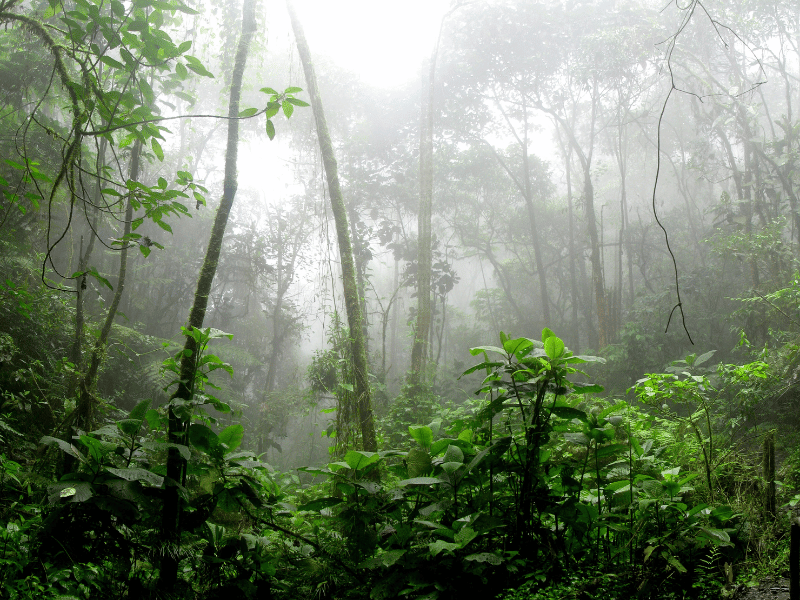 Nebel zwischen den Bäumen des Belum Regenwaldes in Malaysia