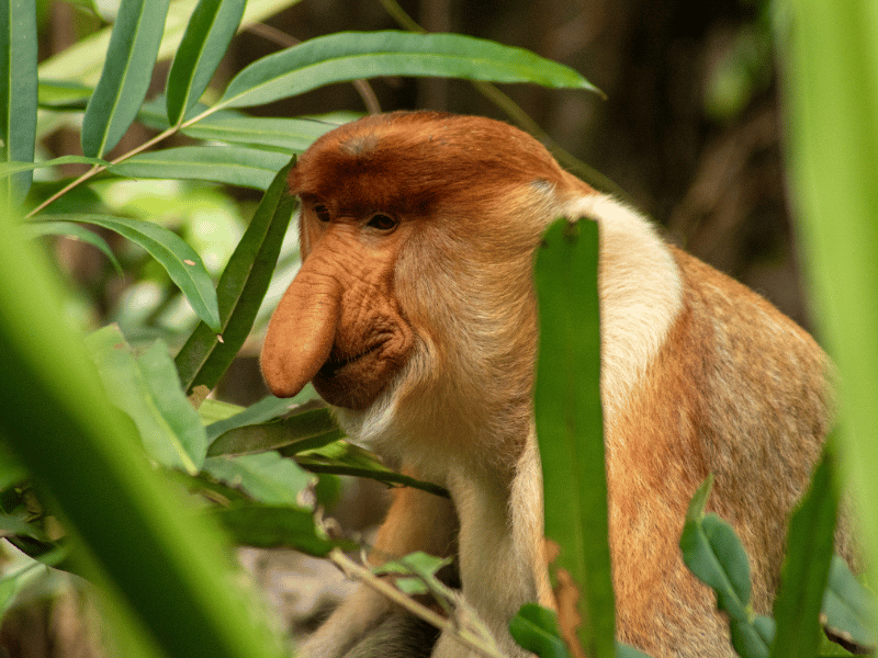 Nasenaffe im Baum auf Borneo
