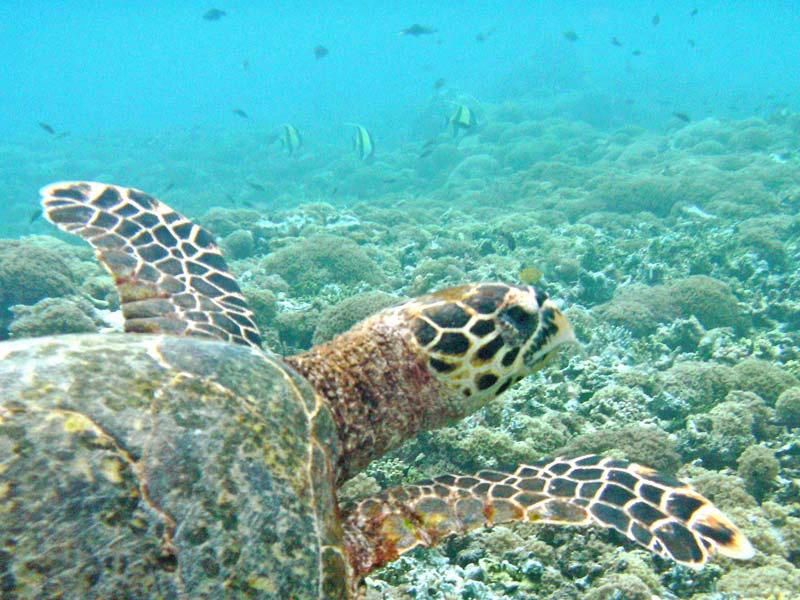 Schildkröte im Meer nahe des Bodens in Indonesien