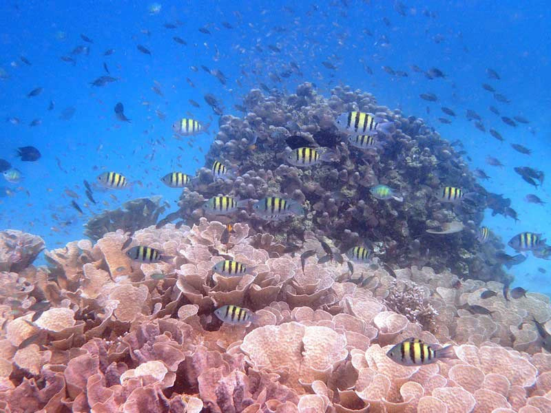 Bunte Fische im Riff