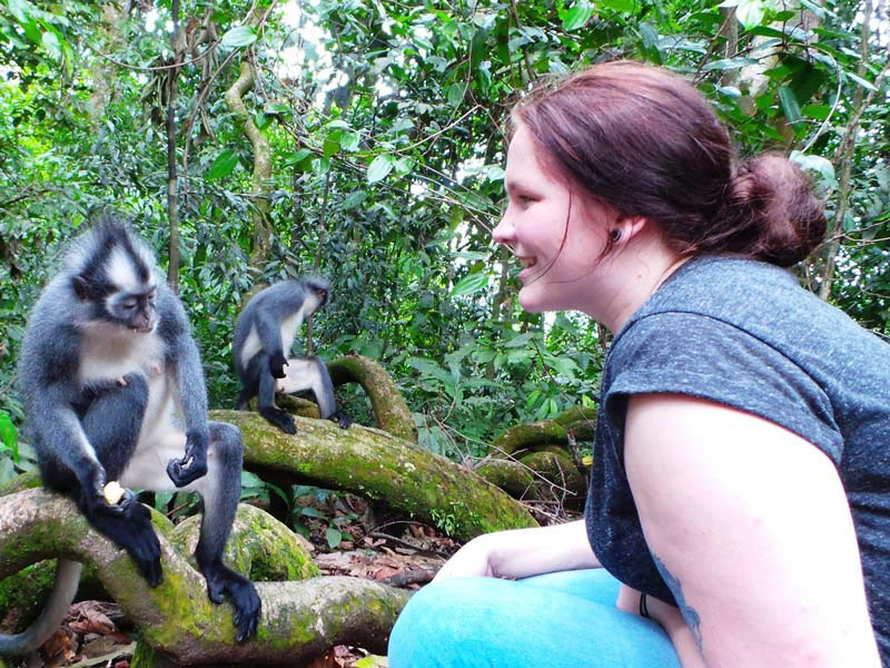 Affen beobachten im Dschungel von Tangkahan