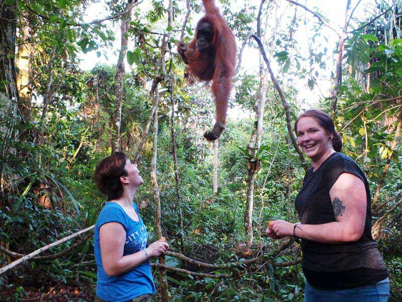 Orang Utans im Dschungel von Tangkahan