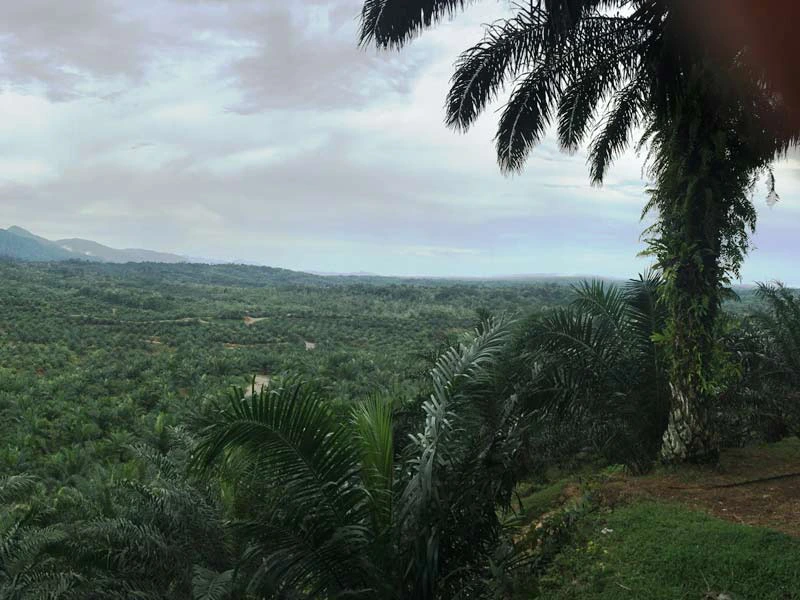 Unterwegs im Dschungel von Tangkahan