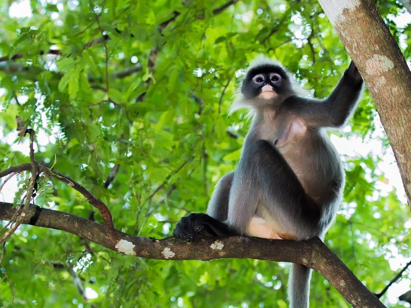 Affe in Tetebatu in Indonesien