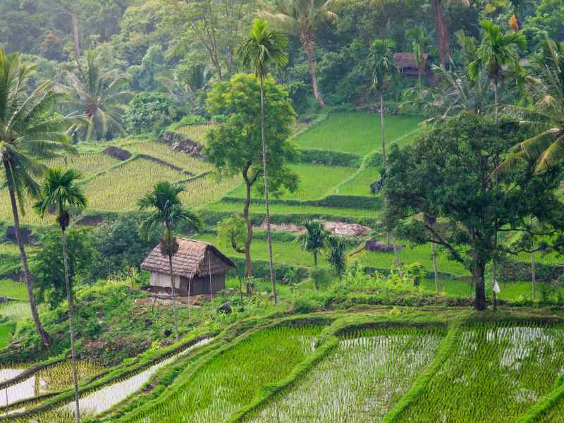 Kleine Hütte inmitten von grünen Reisfeldern auf Lombok