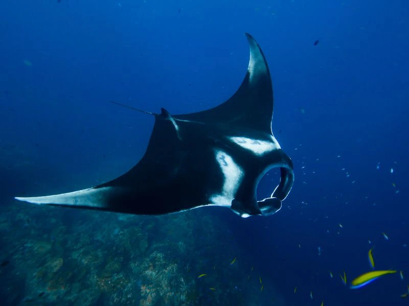 Mantarochen in Indonesien