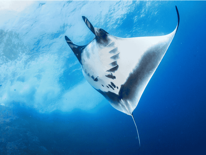 Mantarochen in Indonesien