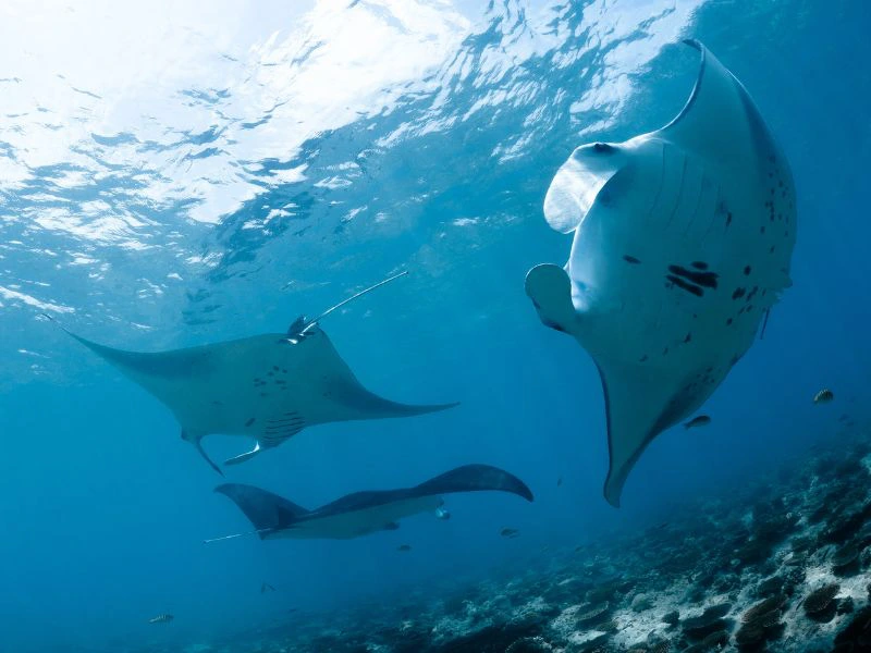 Mantarochen in Indonesien