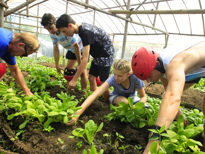 Kinder ernten Gemüse in einem Gewächshaus auf einer Farm in Indonesien