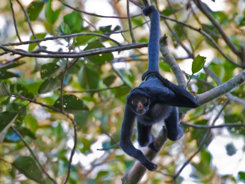 Affe im Baum in Tetebatu Lombok