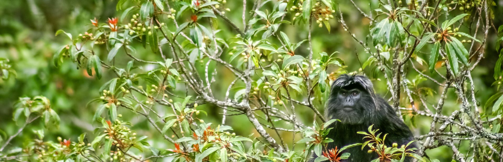 Affe im Baum in Tetebatu auf Lombok