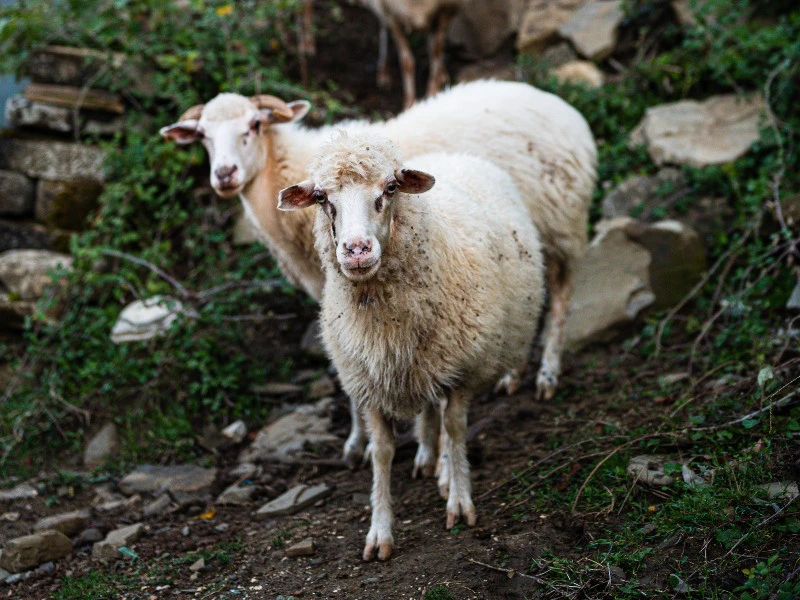 Schafe in Albanien