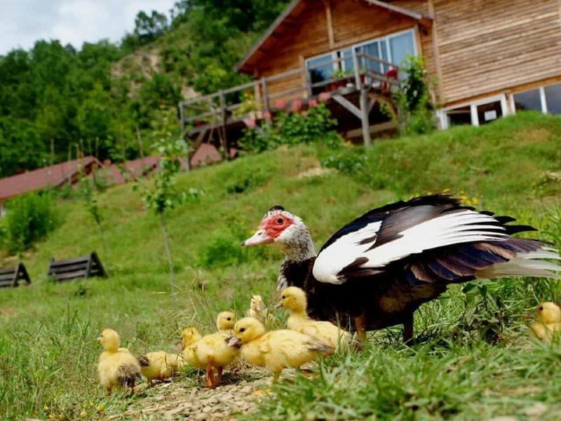 Küken auf einer Farm in Albanien mit Mutter