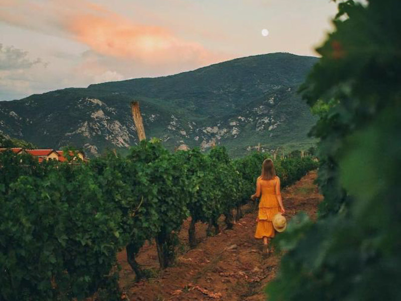 Frau läuft durch die Weinberge