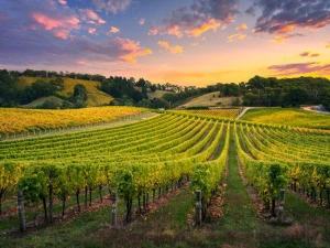 Weinregion Vardartal