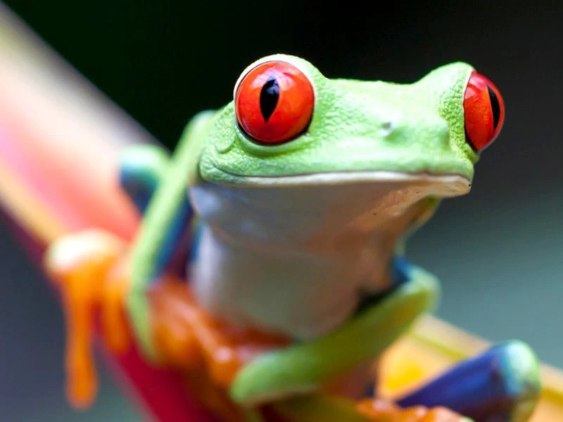Frosch in Costa Rica