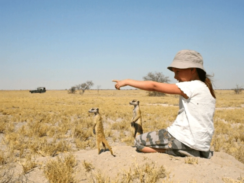 Erdmännchen in Südafrika